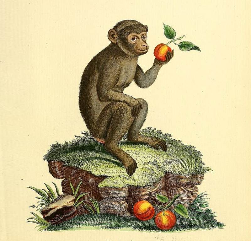 A biologist considering an apple