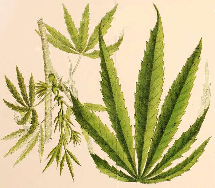 An old illustration of Marijuana